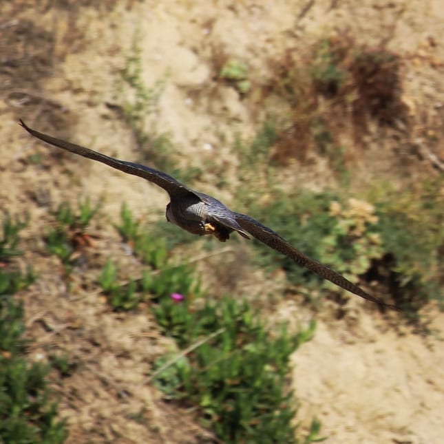 Closeup of falcon flying at an angle with cliffs behind.