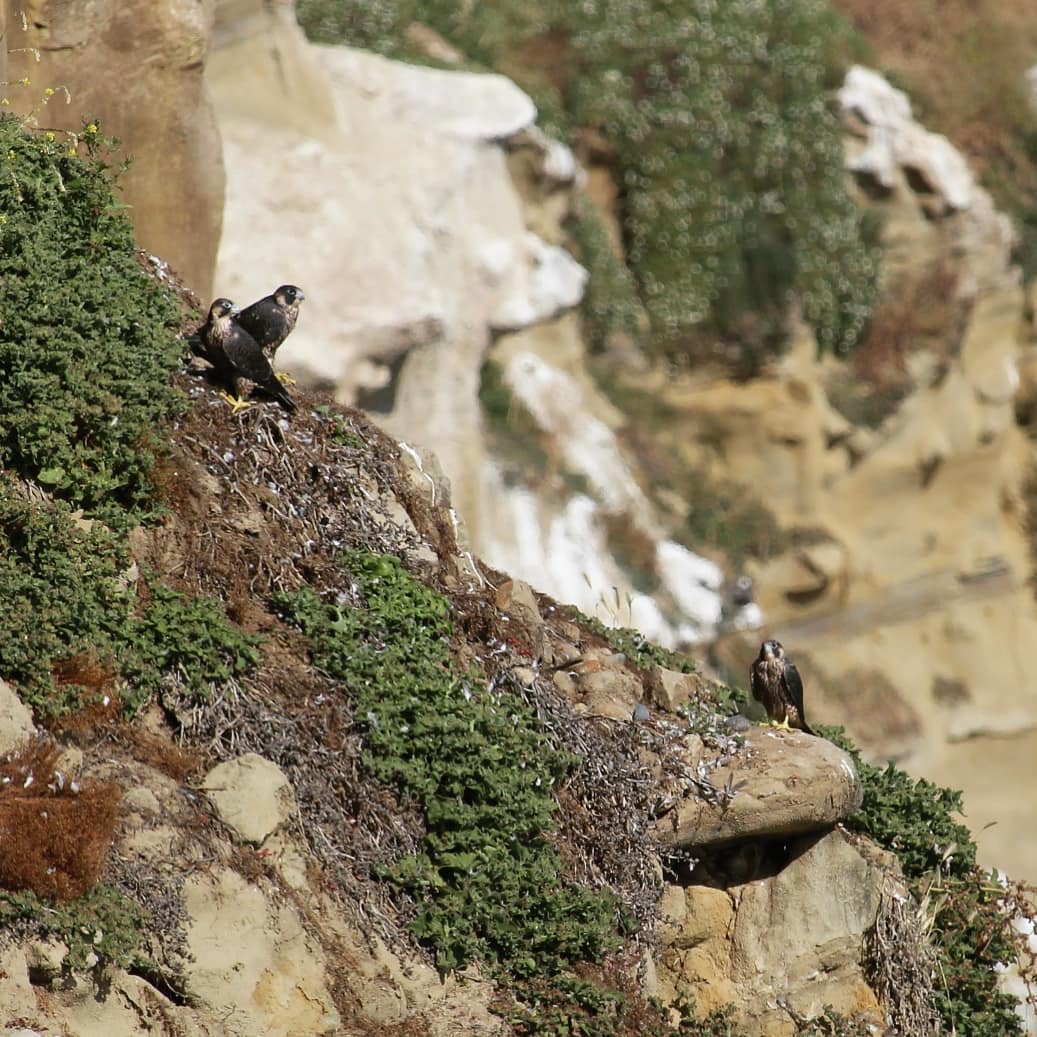 Three falcon chicks on a rocky cliff
