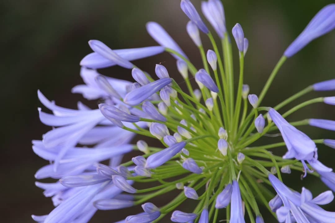 Closeup of violet flower.