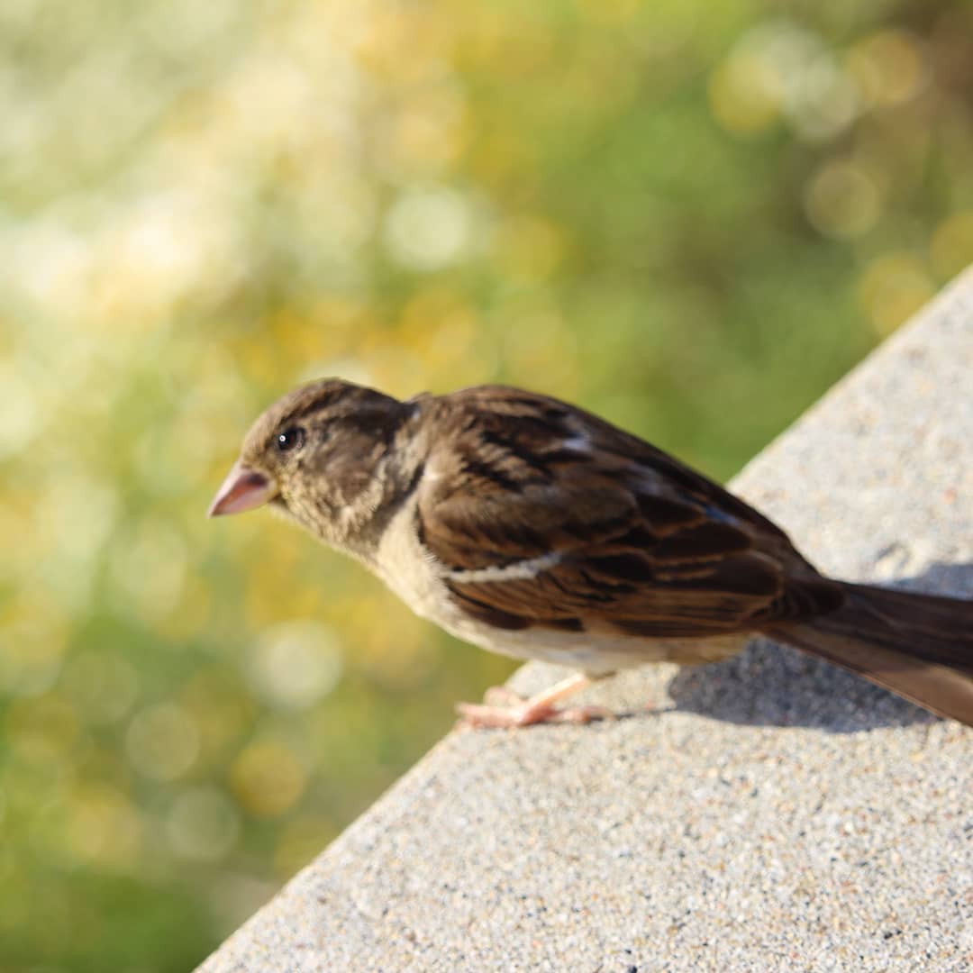 Out of focus sparrow on ledge with blurred background.
