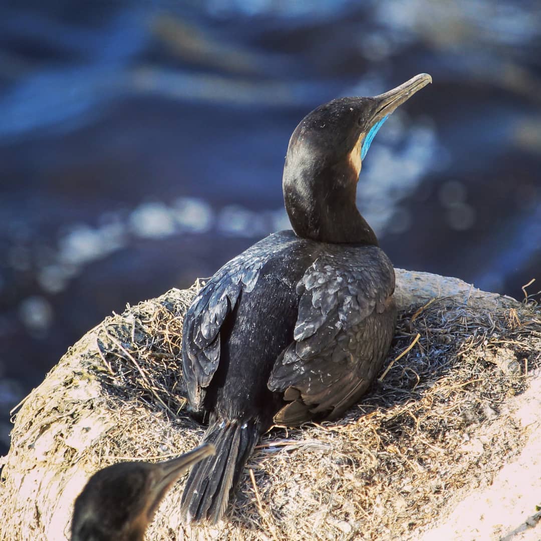 Black sea bird with long neck an bill sitting on a nest with water in the background.