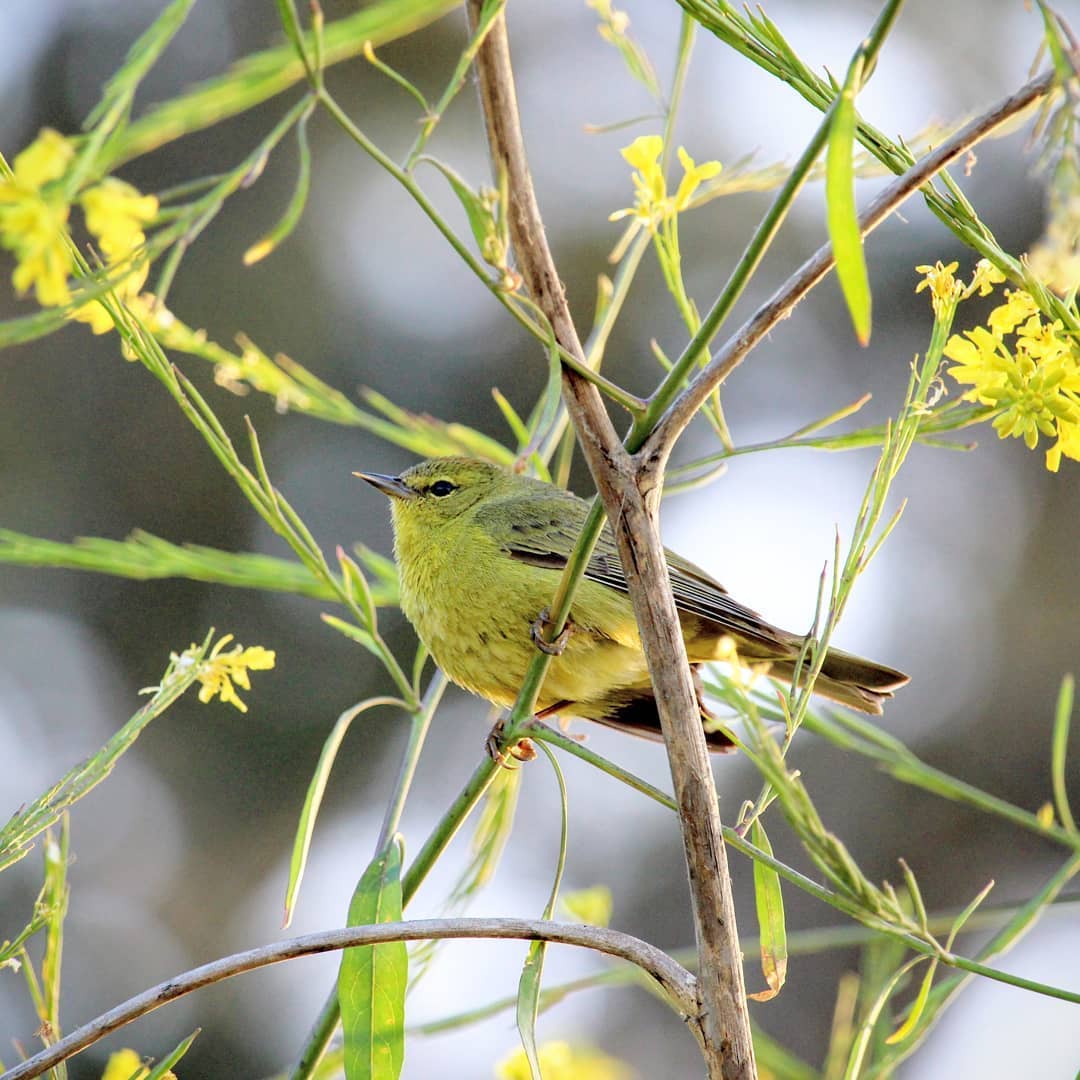 Yellow bird in branches with yellow flowers