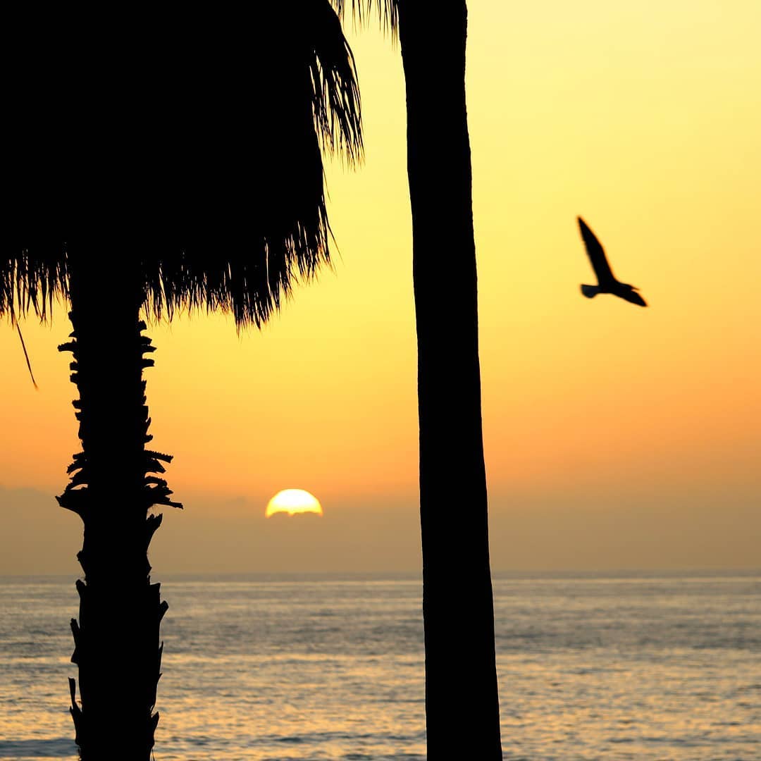 Silhouette of palm trees and flying bird with ocean sunset in background.