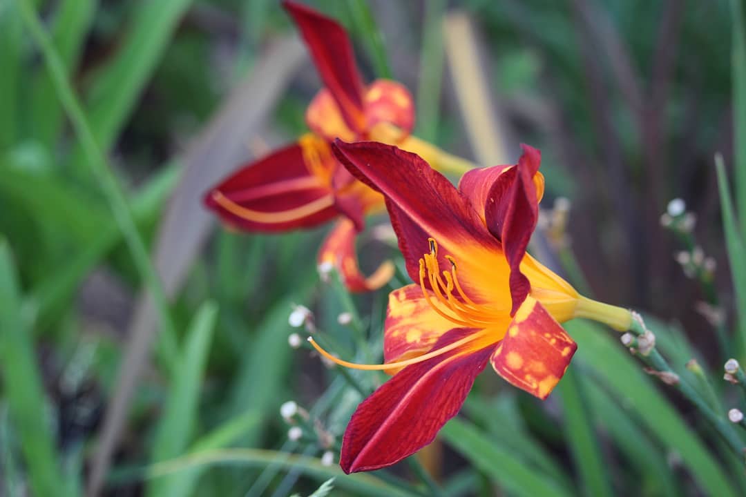 Orange and red flowers