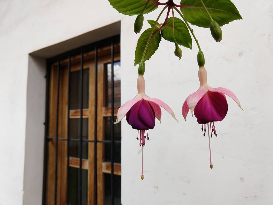 Bright pink flowers hanging down in front of a white building with a wood framed window.