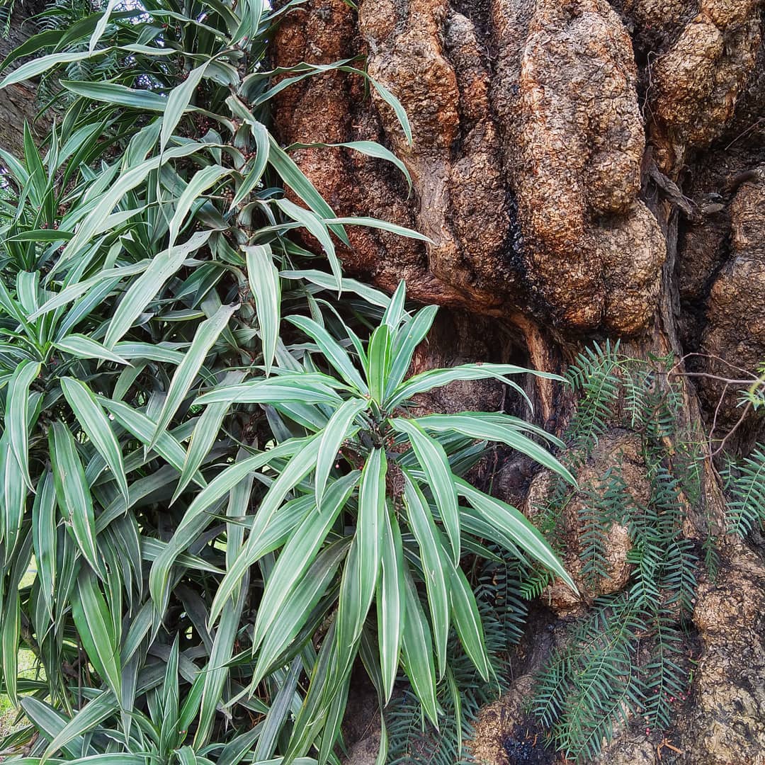 Knotty tree trunk with two different plants growing in front.
