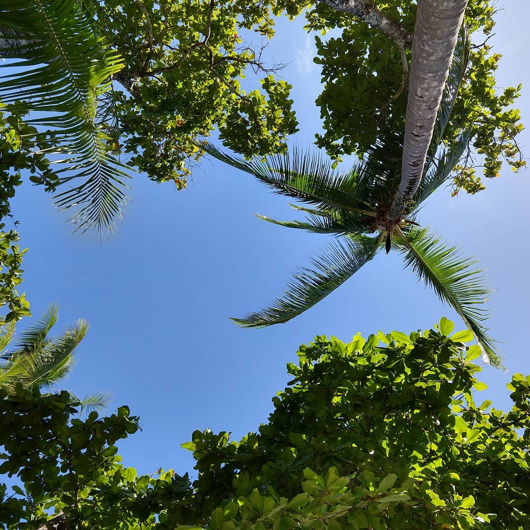 Looking up at tropical trees around a patch of blue sky.