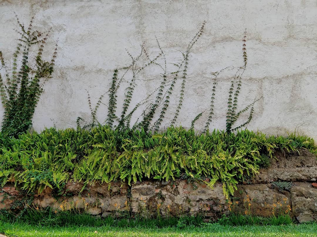 Ferns and grass at the base of a wall that vines are climbing.
