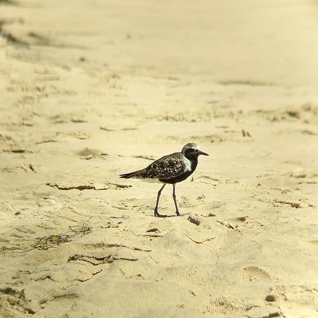 Dark shore bird walking on a sandy beach