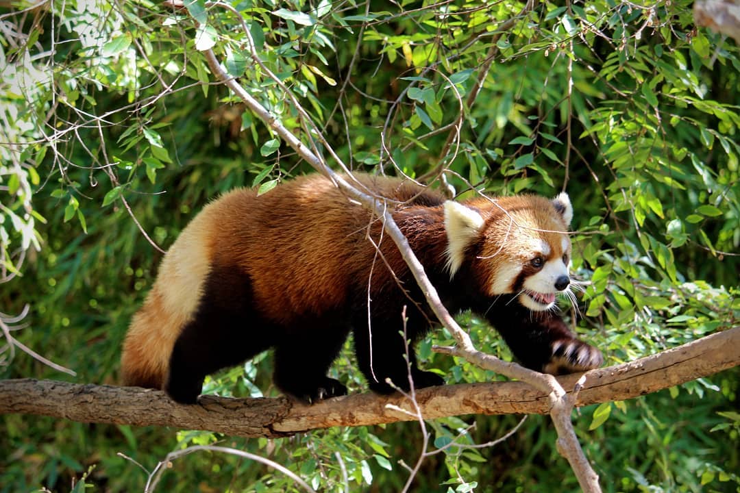 A red panda walking across a branch.