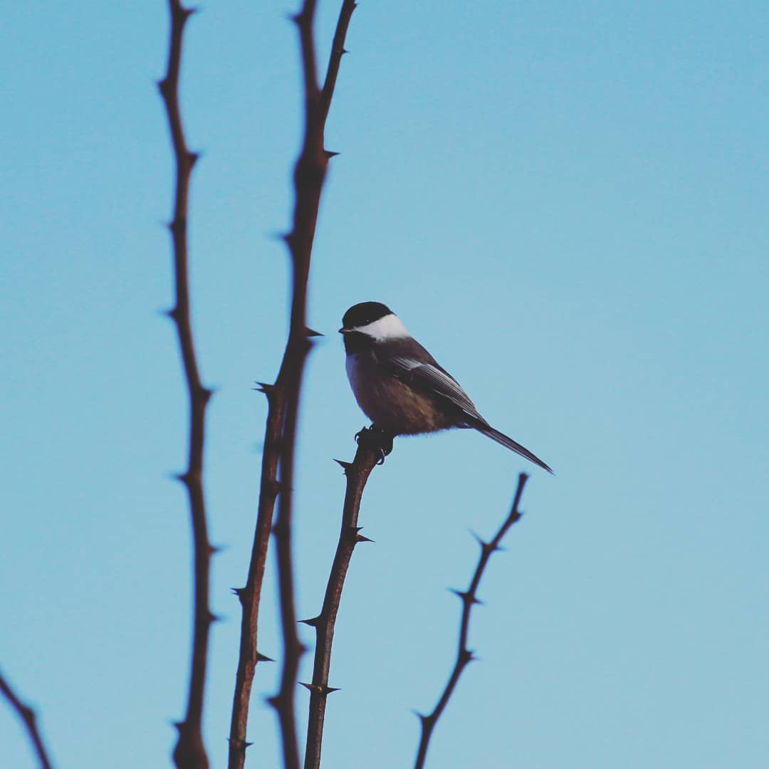 Black capped chickadee standing on top of a thorny stalk.