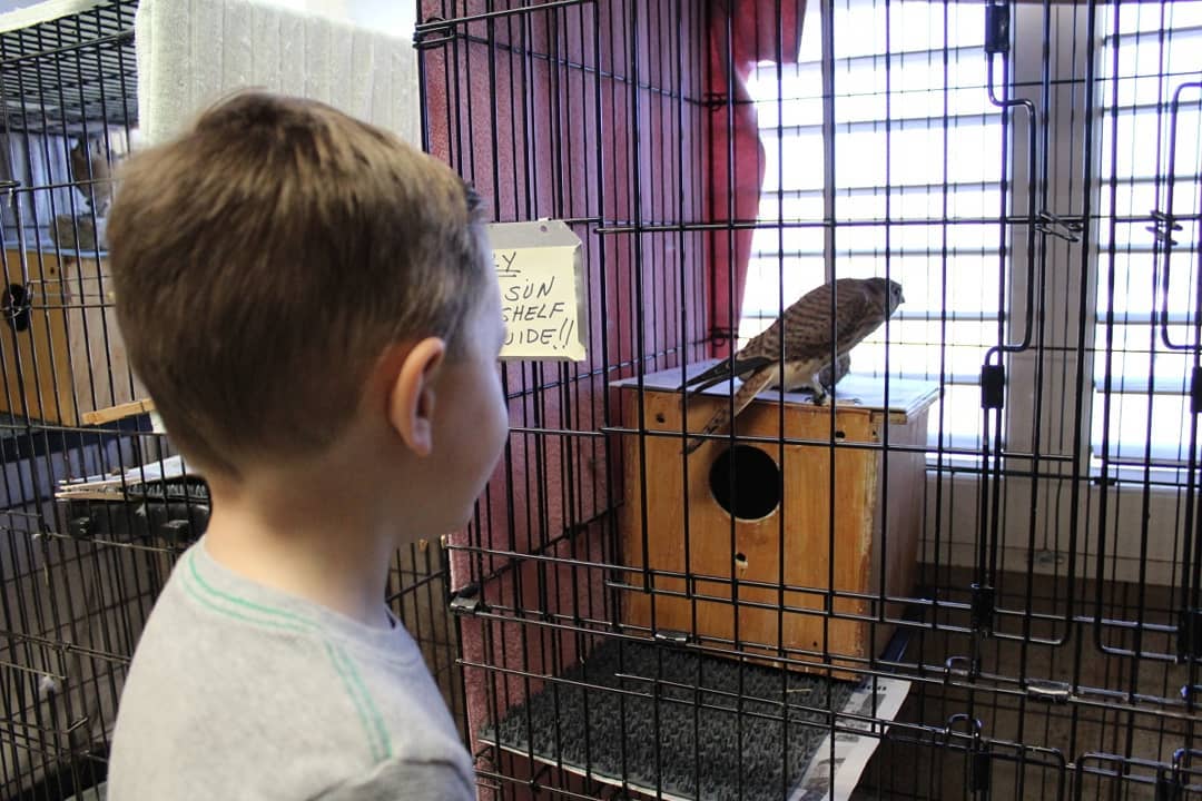 A boy looking at a small kestrel in a cage.