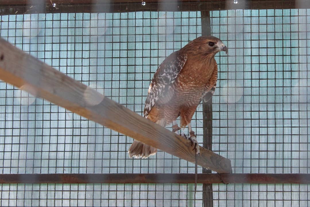 A hawk in an aviary.