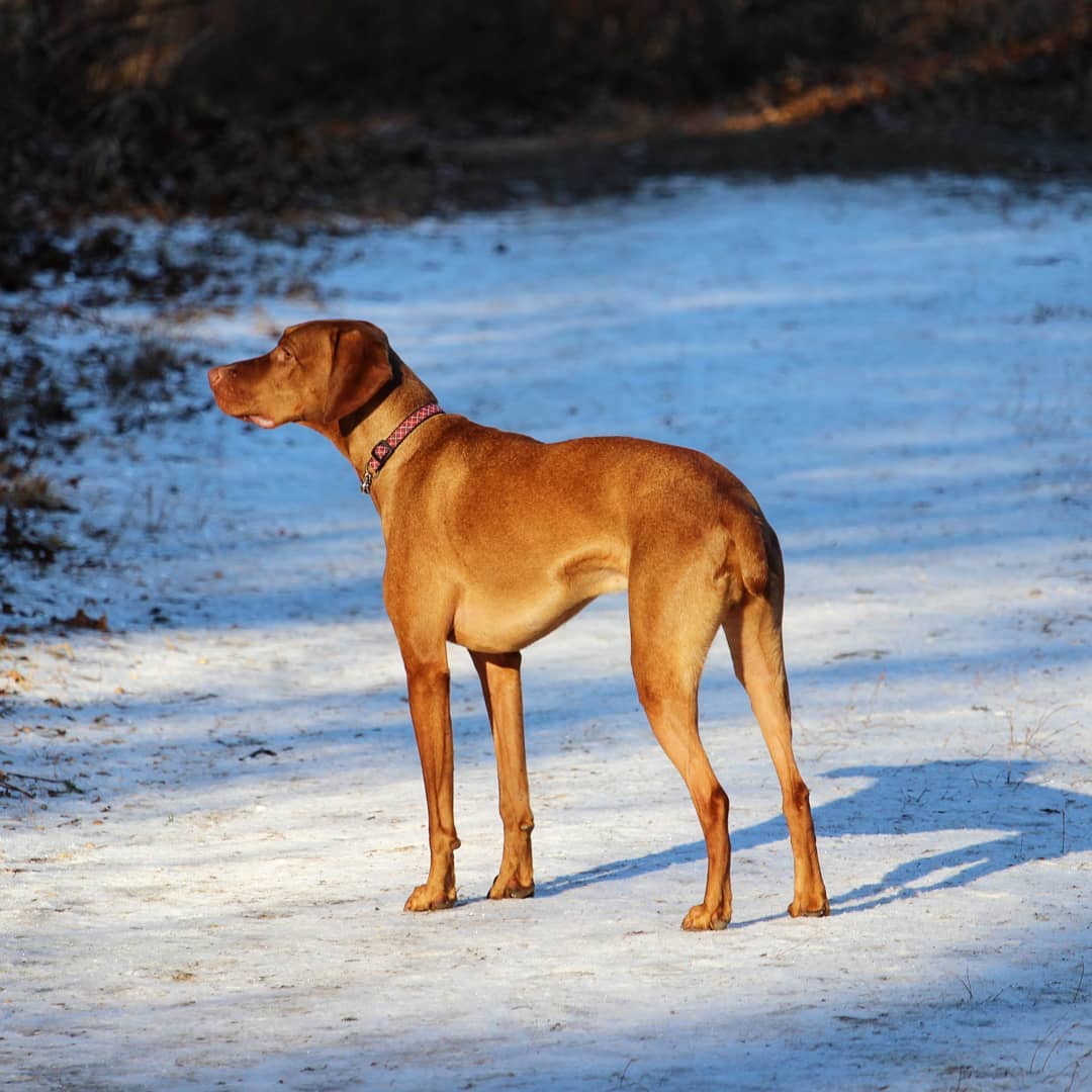 Dog standing in a sunny patch on a snowy path.