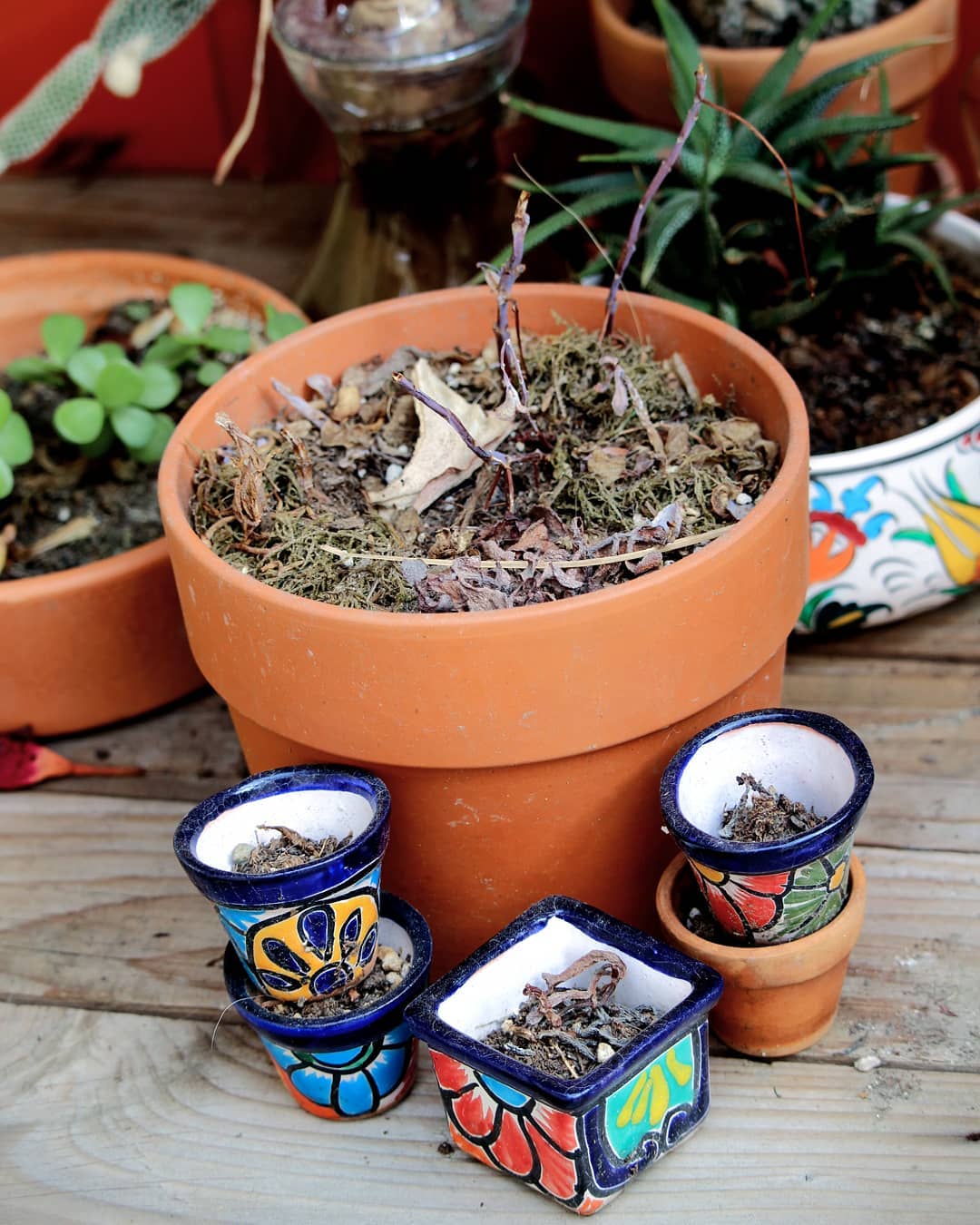 A collection of pots with the bare stems of dead plants.