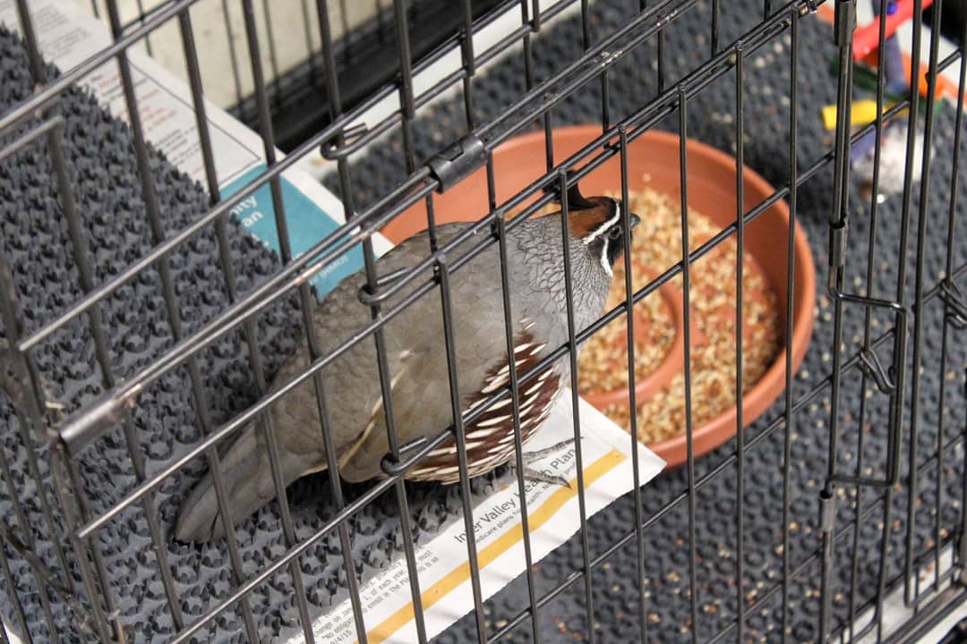 A quail in a cage.