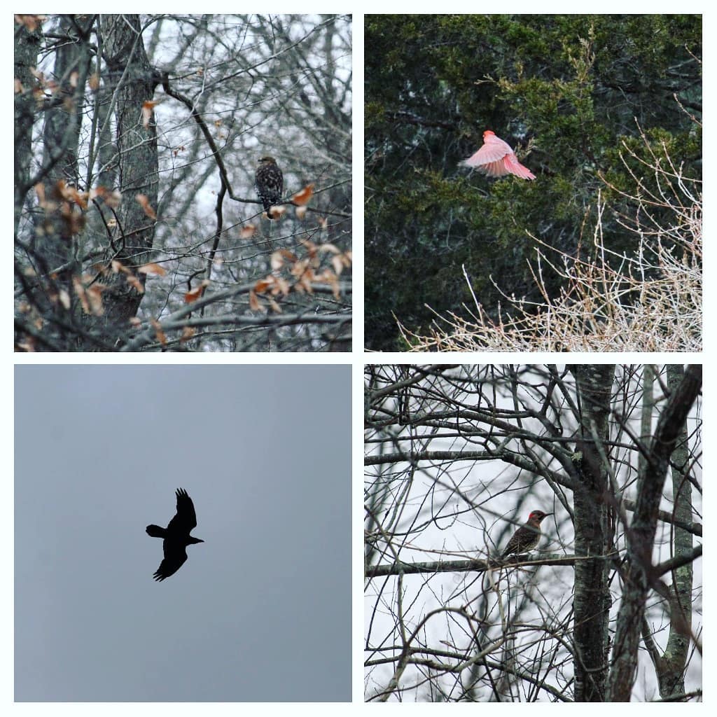 Grid of four photos, each with a different bird. A hawk on a branch in the forest. A red cardinal flying into evergreen tree. A crows against a gray sky. A woodpecker in a thicket of branches.