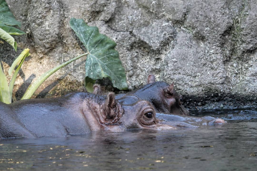 A mother and baby hippo with their eyes and ears sticking out of the water.