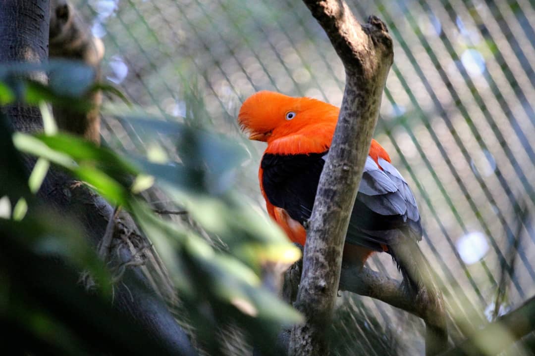 A bright orange and black bird.