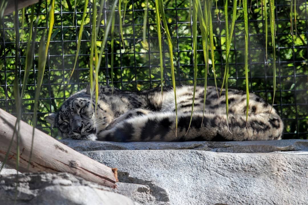 A snow leopard curled up sleeping.