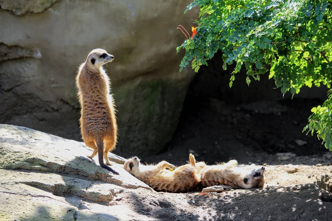 A meerkat standing while two meerkats lie on their backs in the sun.