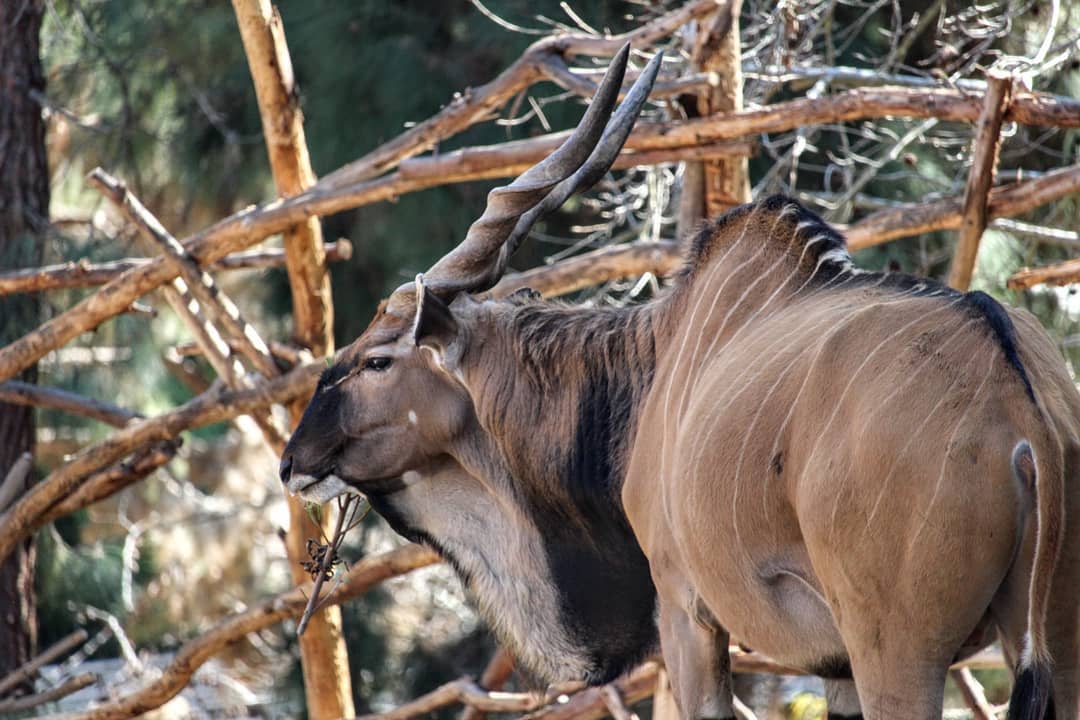 A large antelope with curly, twisted horns.