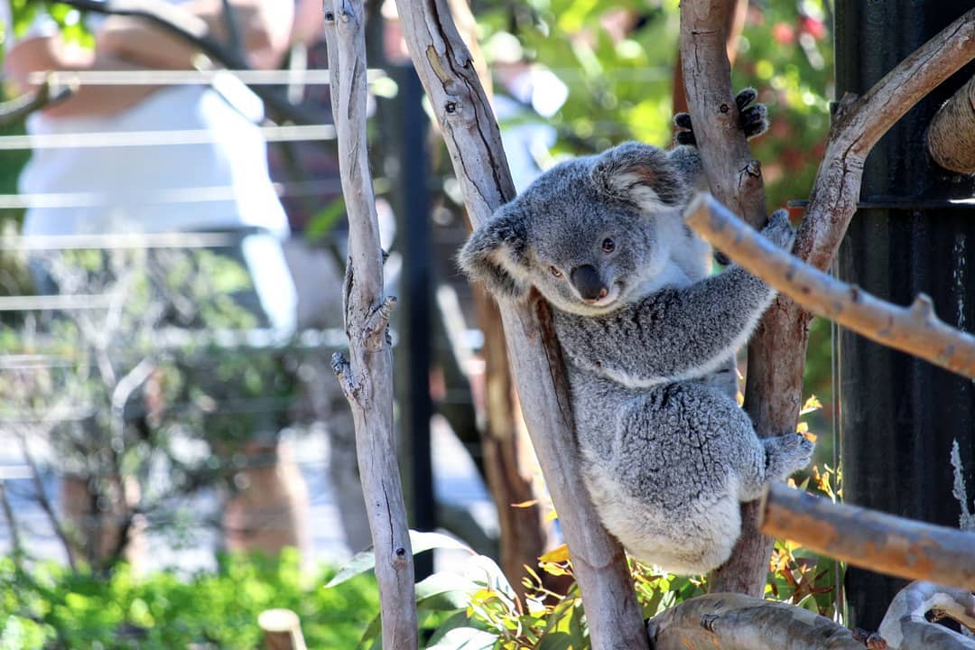A koala looking out from an artificial tree.