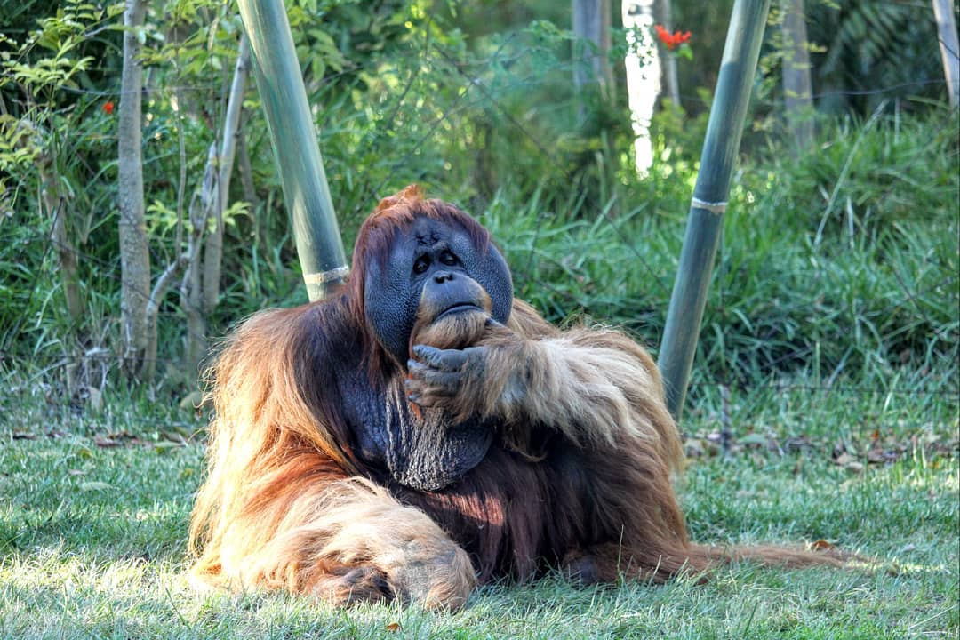An orangutan looking pensive with its hand on its chin.