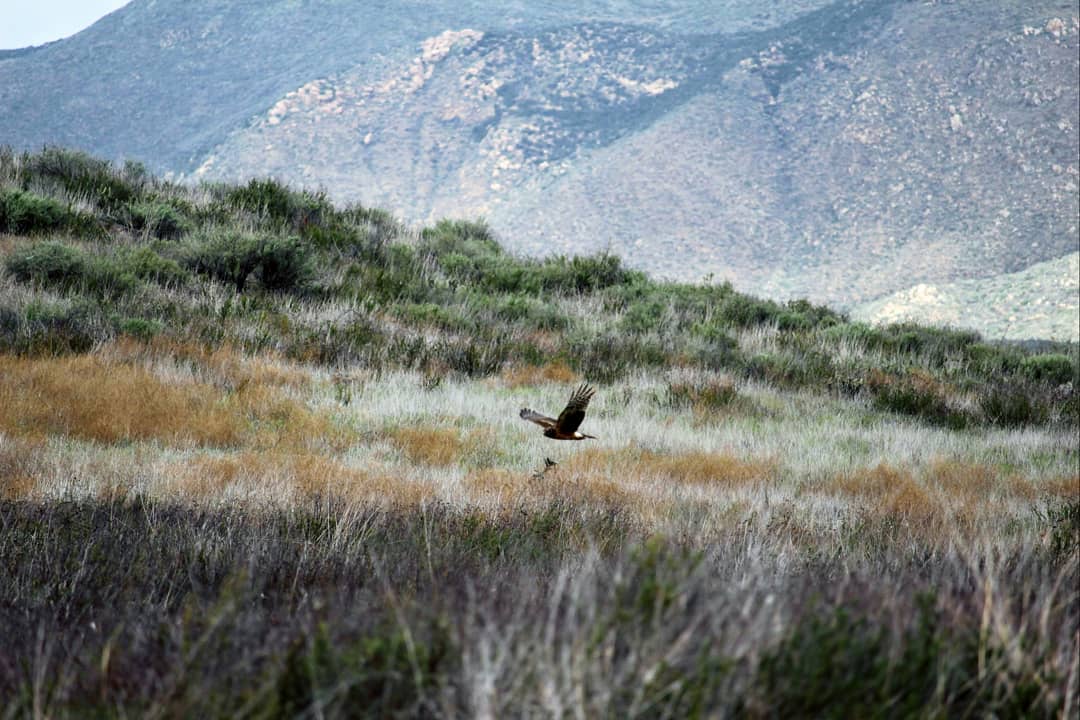 A hawk flying low over a field.