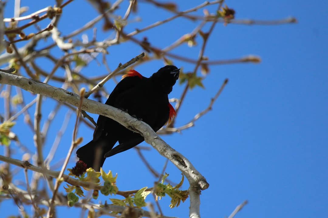 A black bird up in a tree with yellow and red patches on its wings.