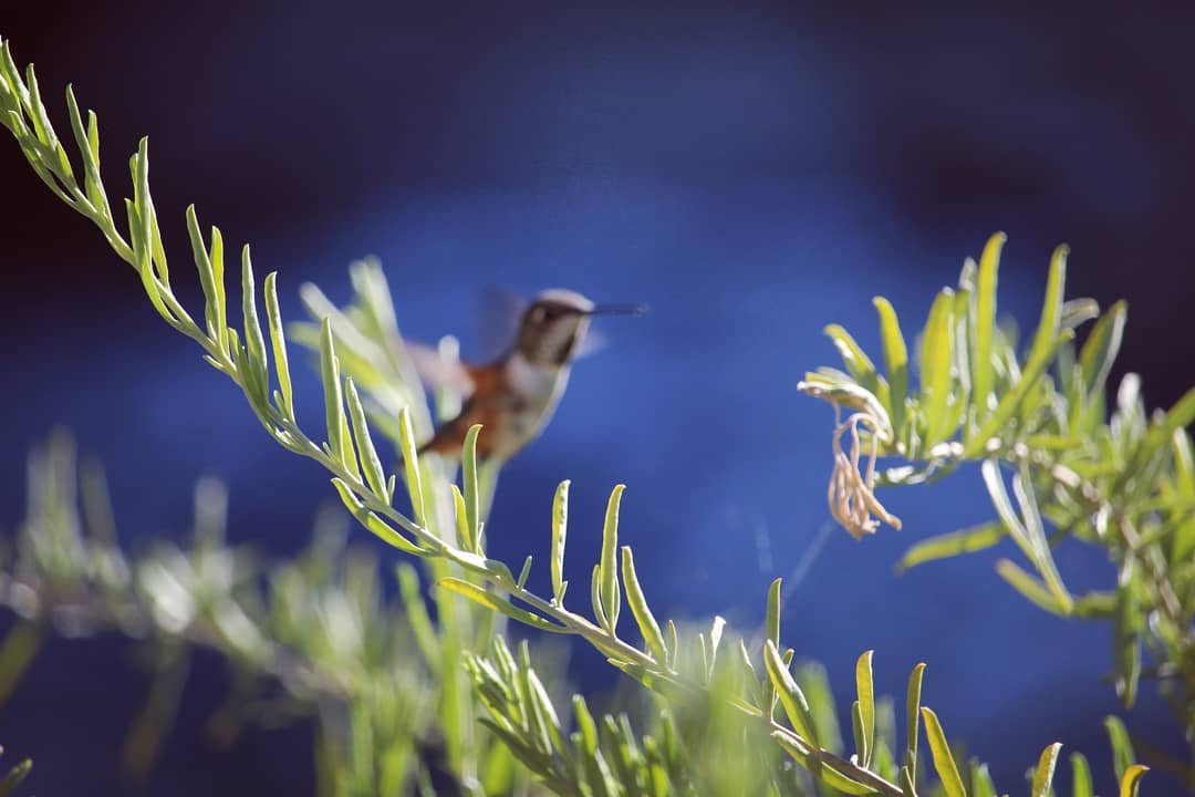 Hummingbird out of focus.