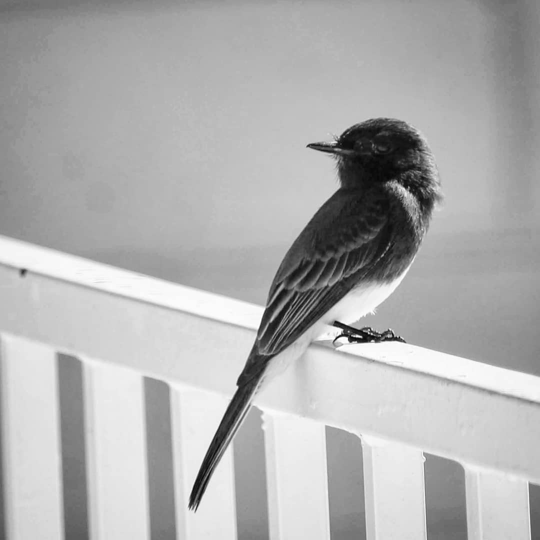Black and white photo of a black and white bird perched on a white fence.