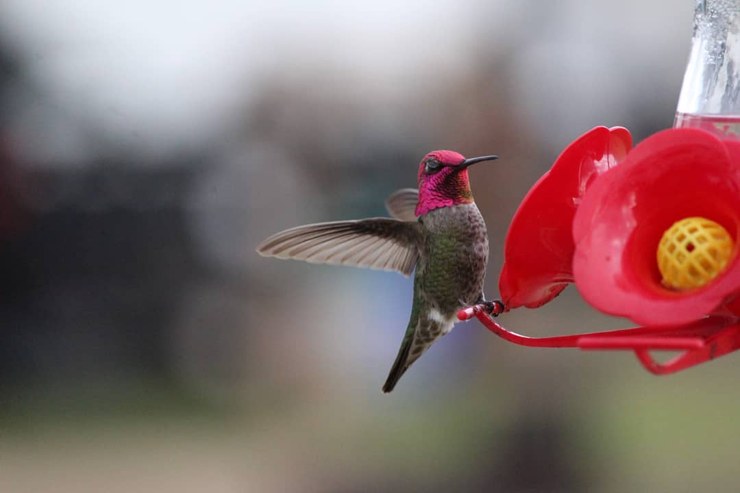 Hummingbird at a feeder with a green and white body and a fluorescent pink face and throat.