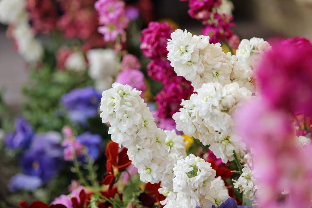 Row of plants with stacks of colorful or white flowers all along the stems.