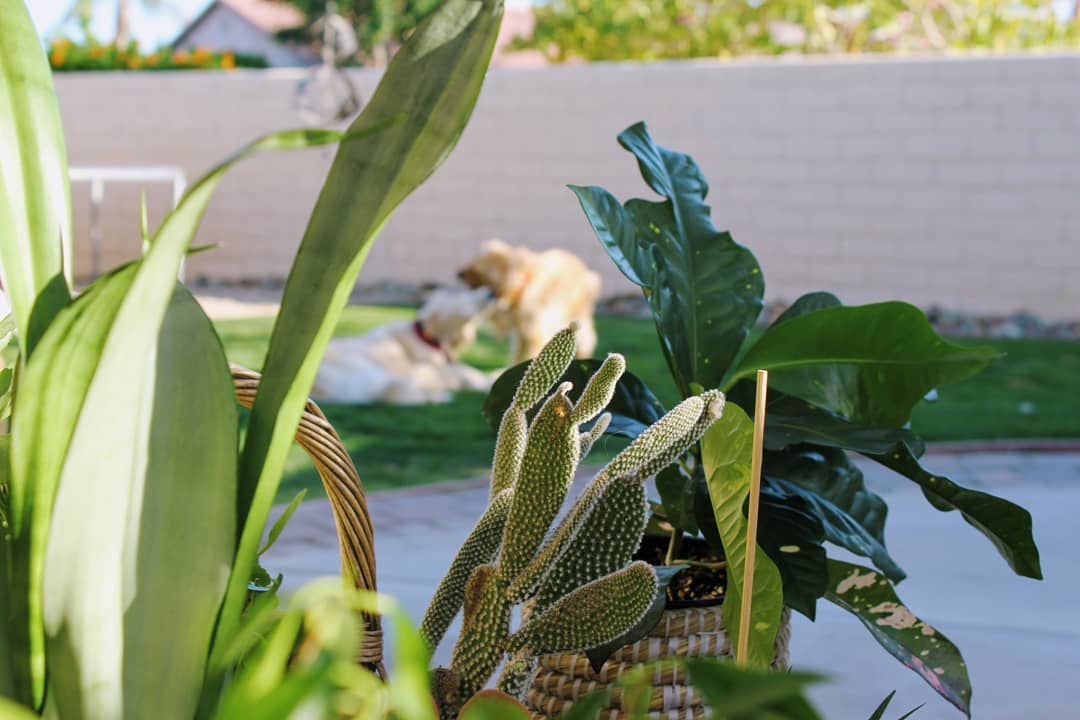 Same houseplants as before with dogs playing in the background.