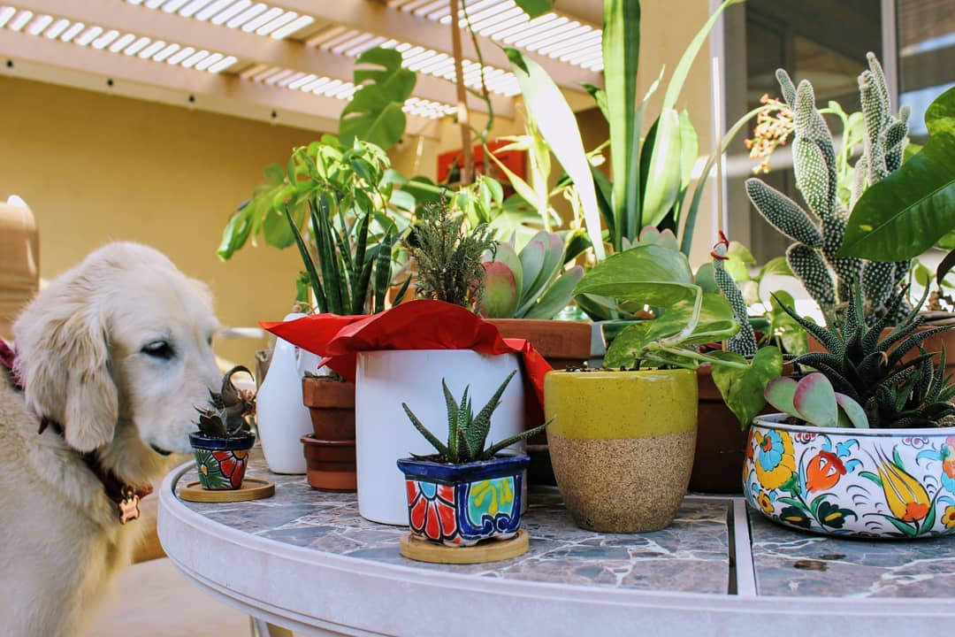 Dog sniffing table with house plants tightly packed together.