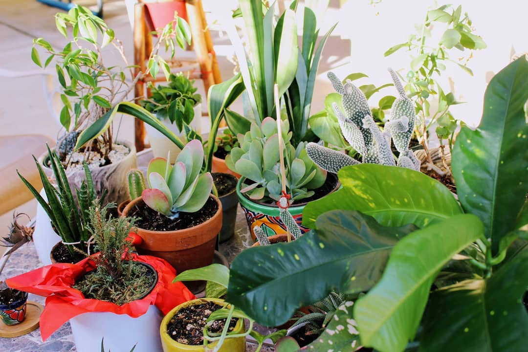 Collection of house plants.