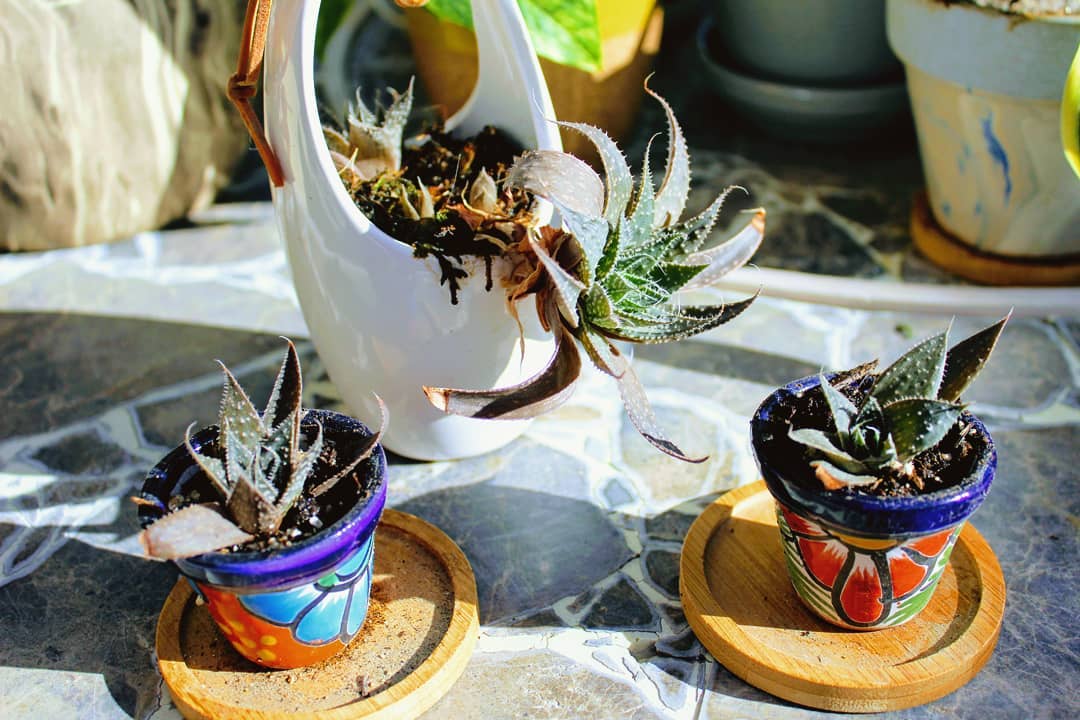 Three succulents in small pots.