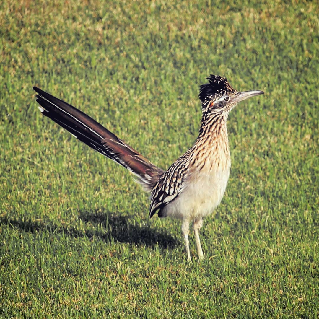 Roadrunner bird standing in a green field.
