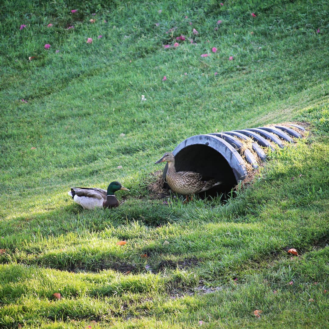 Two ducks in a grassy field