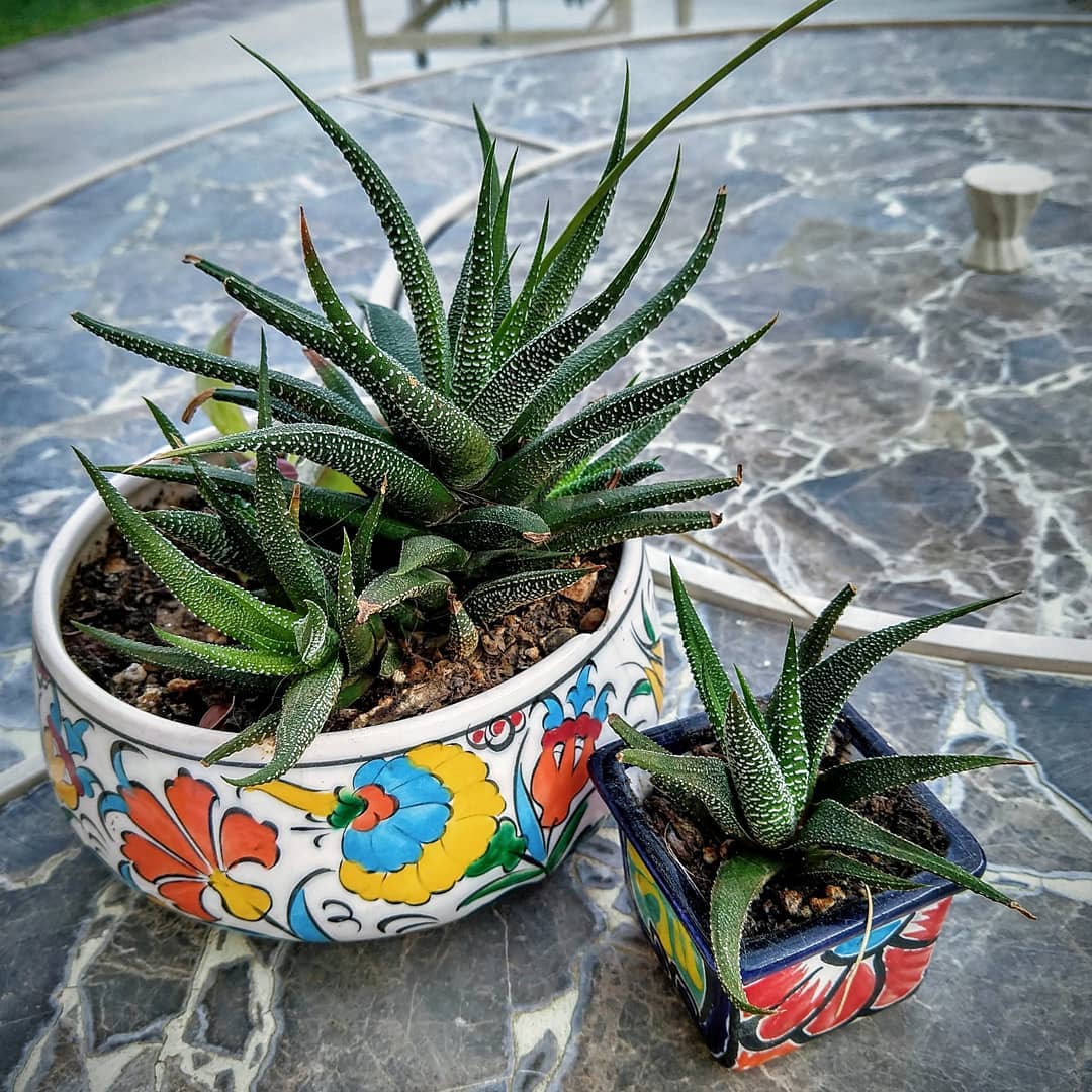 Three green spiky succulent in 2 colorful pots