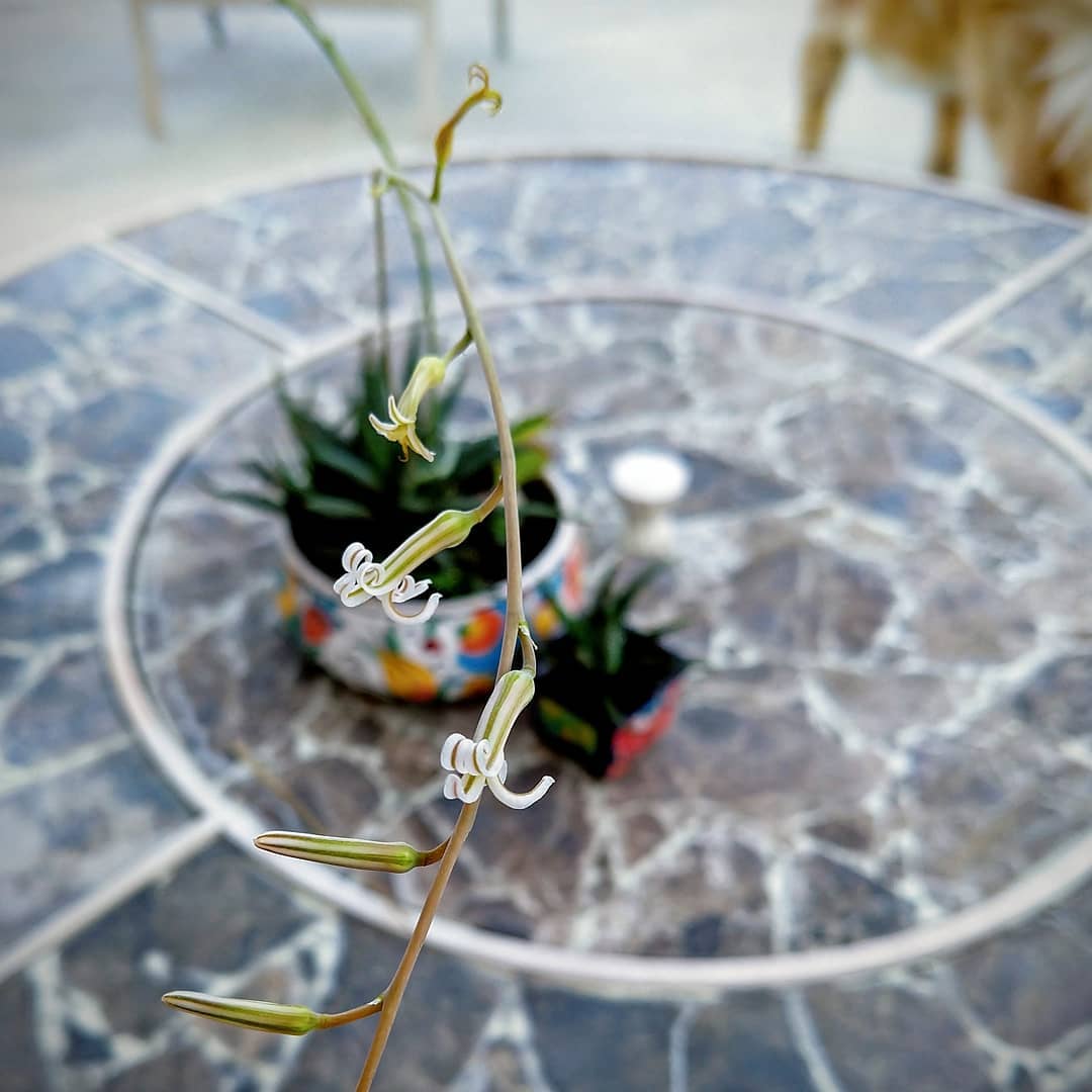 closeup of stem with small white flowers with the spiky succulents far in the background.