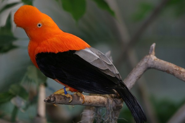 bird with a bright orange body and head, black wings and a gray back