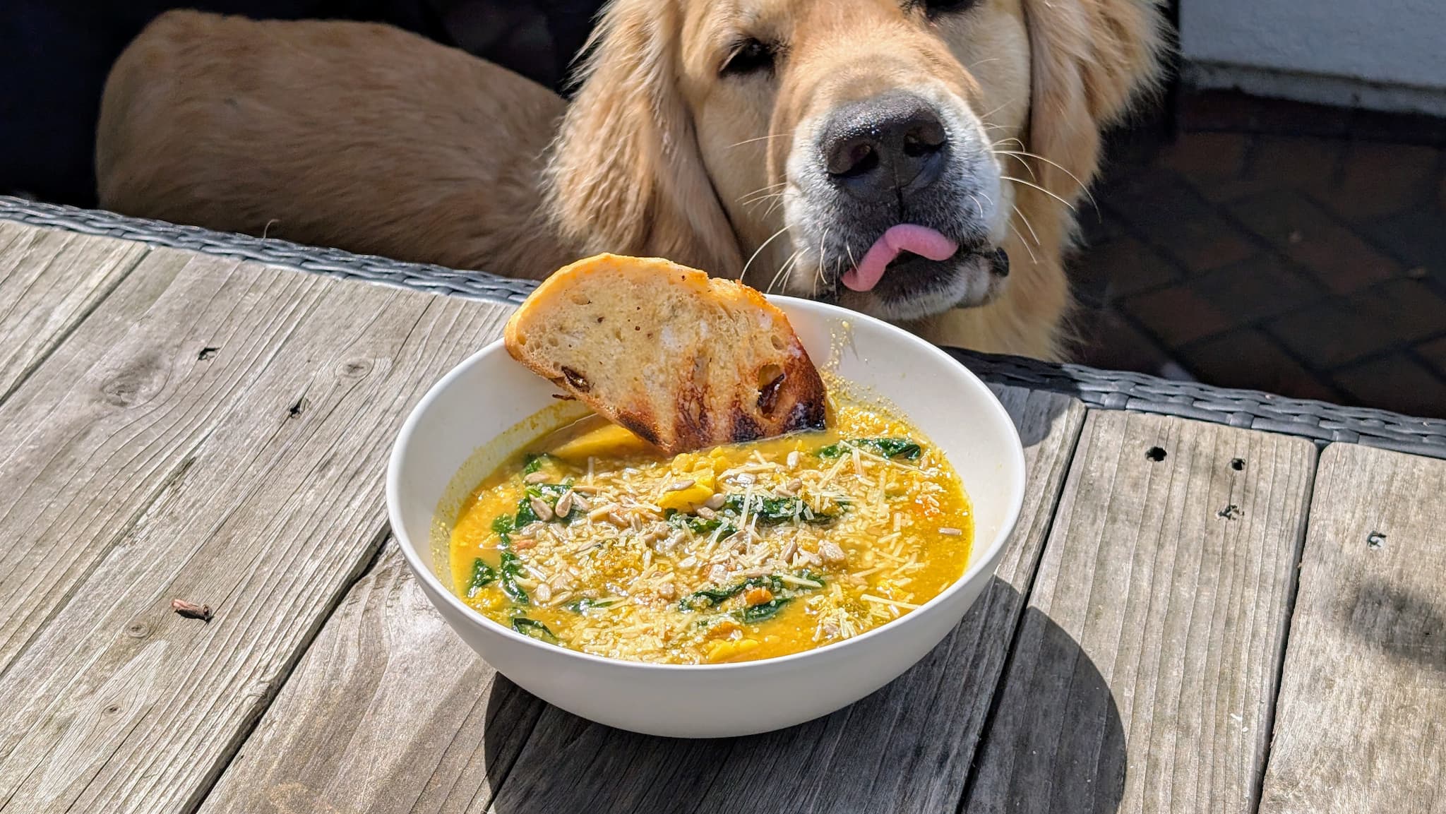 A bowl of yellow soup with a dog licking it's lips in the background.