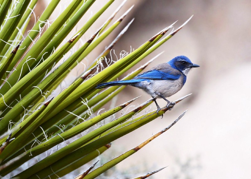 Scrub Jay