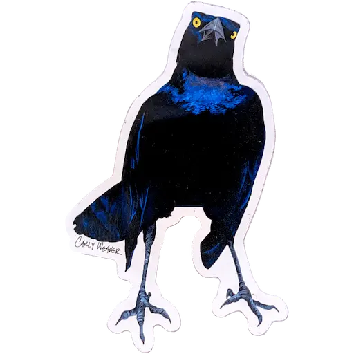 Sticker of a black grackle staring at the viewer